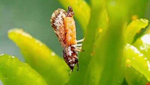 Colombia refuerza la vigilancia del HLB en cítricos con modelación epidemiológica y foco en respuesta temprana (1).jpg